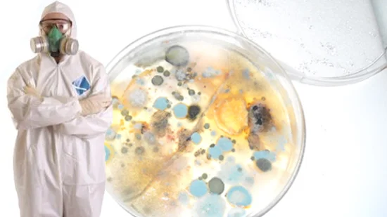 Mold Remediation
